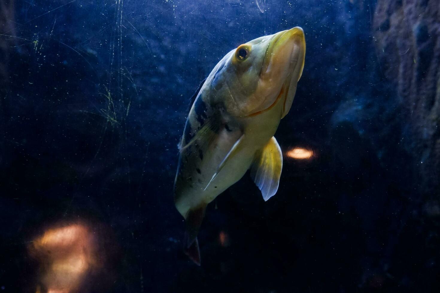 seletivo foco do africano peixe pulmonado natação dentro a oceano. ótimo para educando crianças sobre marinho animais. foto