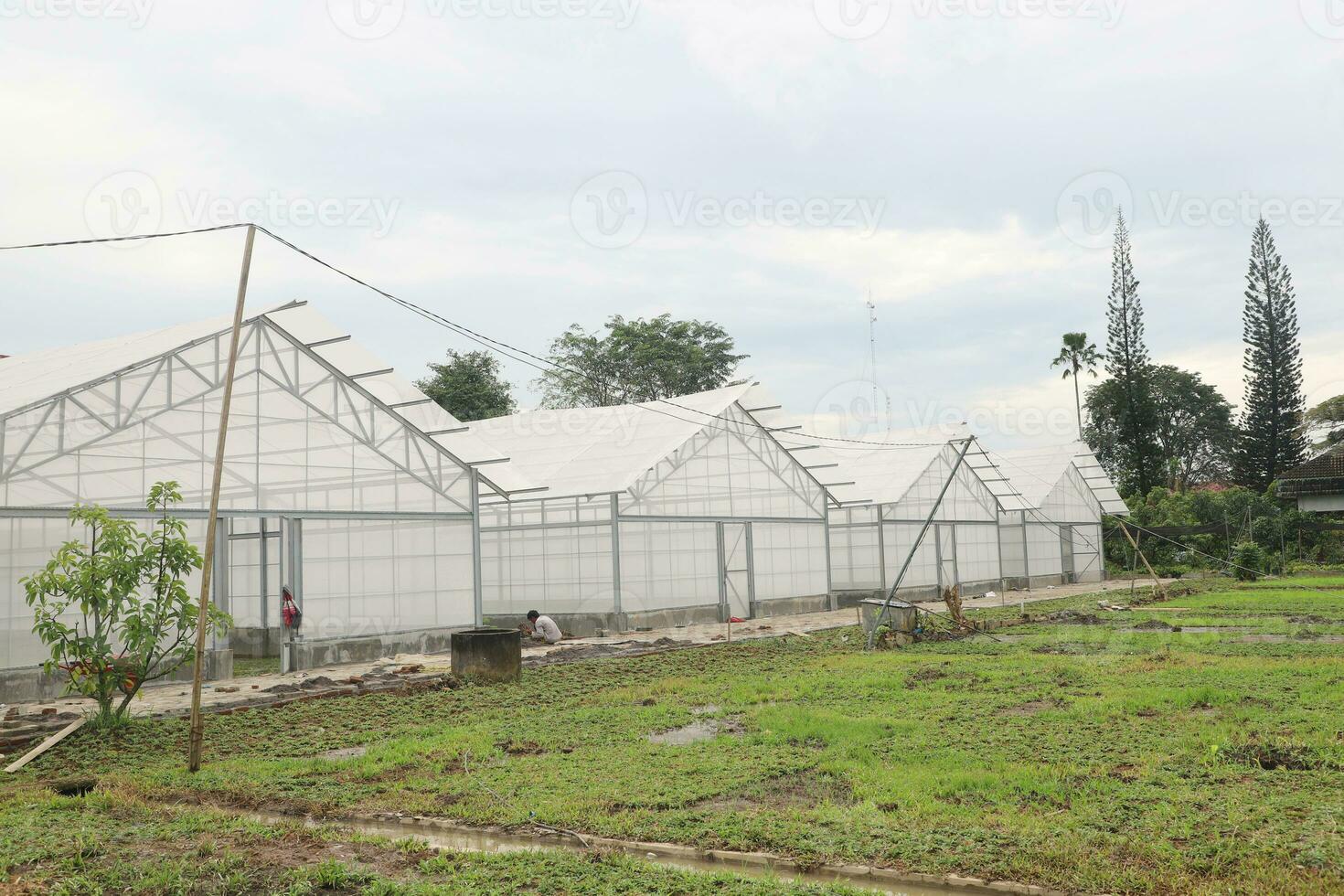 estufa construção para hortícola plantar creches. branco verde casa.plantas colheita dentro estufa. foto