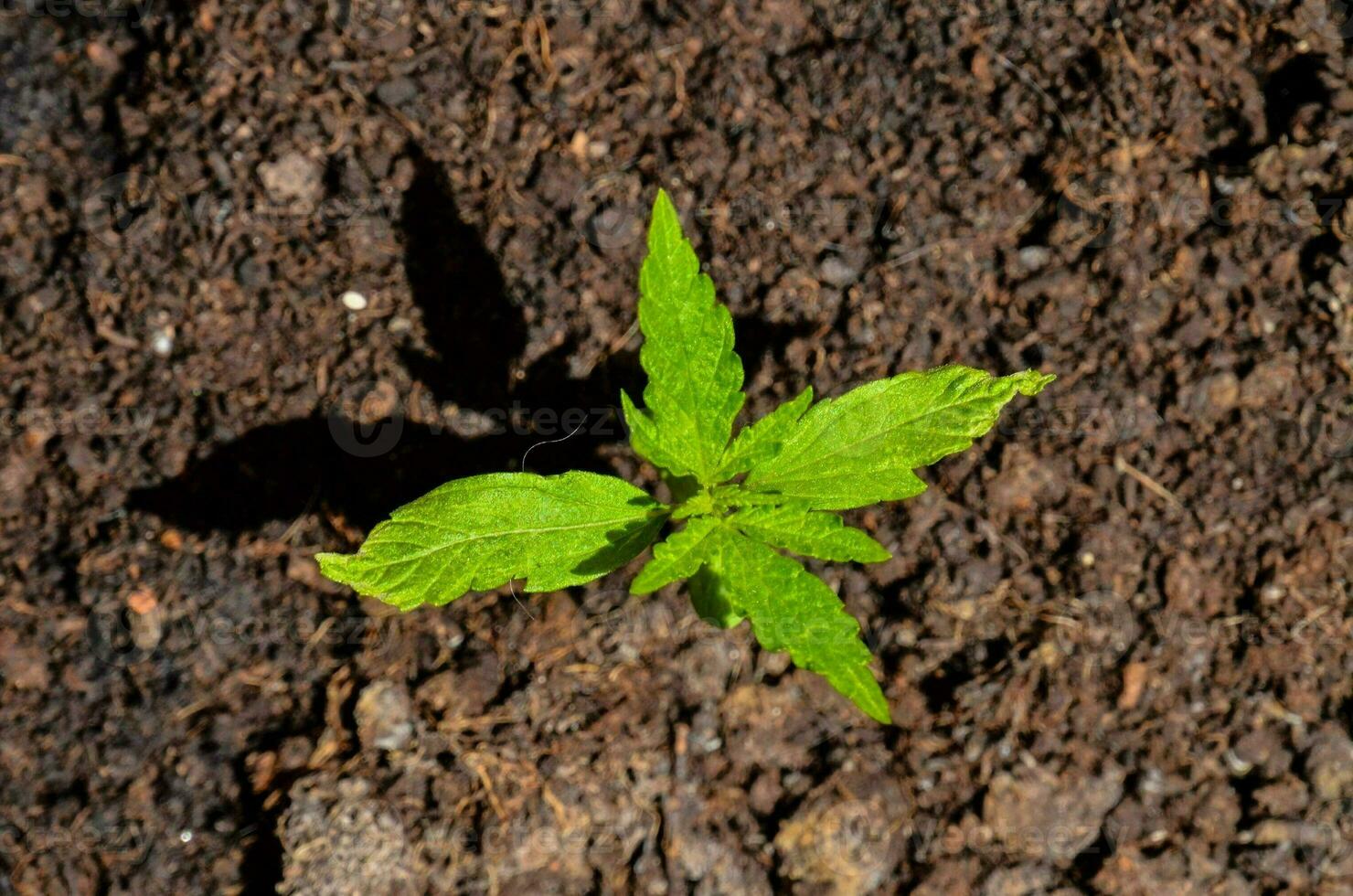 uma pequeno plantar crescendo dentro a sujeira foto