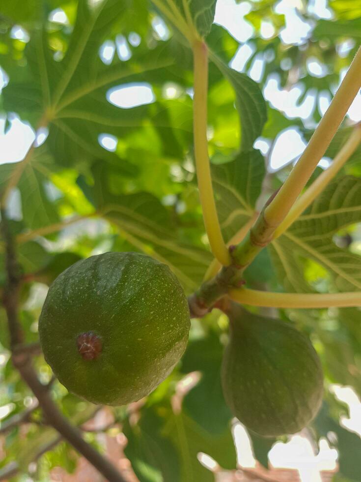 FIG fruta crescendo em uma FIG árvore dentro Está ramo foto