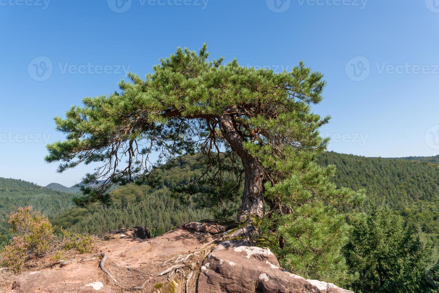 um único pinheiro aleijado fica no topo de uma montanha nas rochas foto