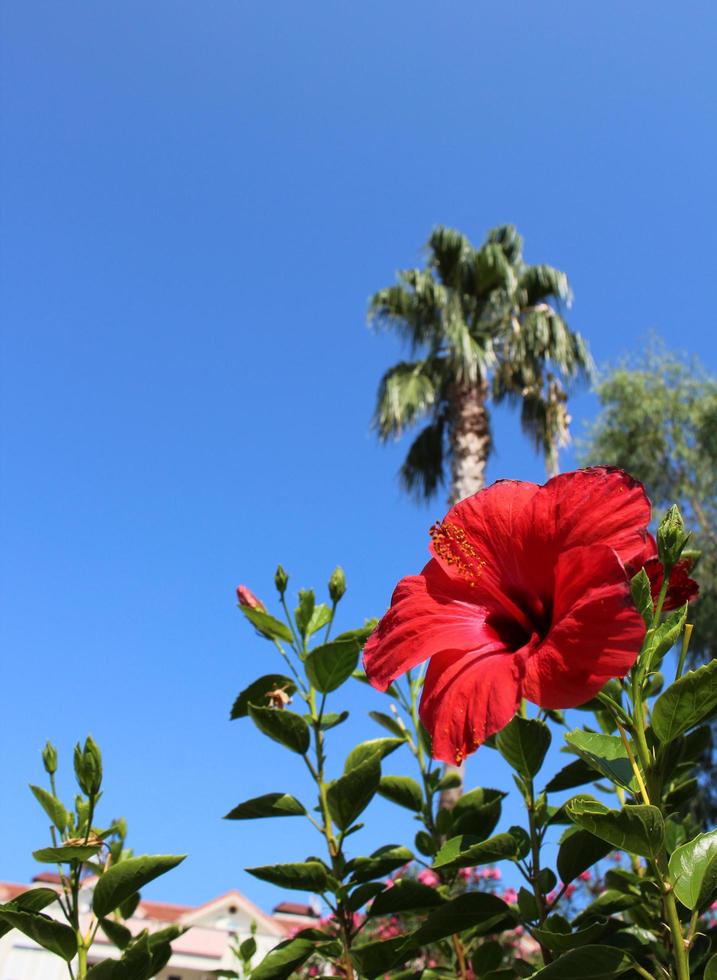 flor exótica vermelha brilhante foto