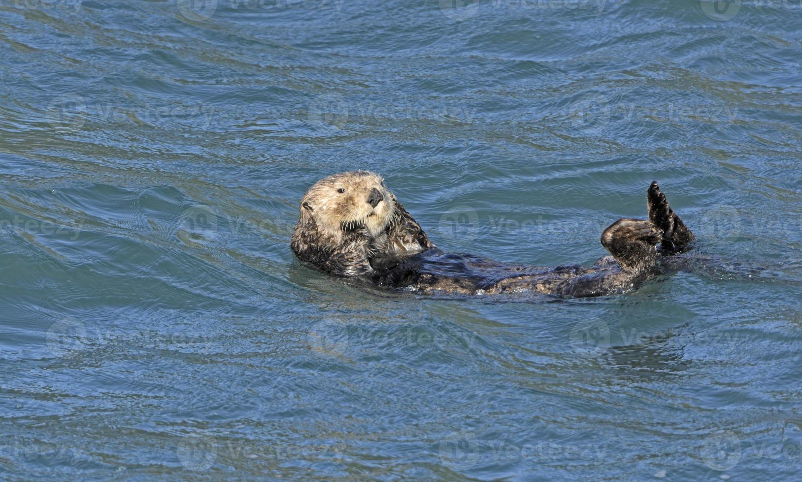 lontra marinha se alisando no oceano foto