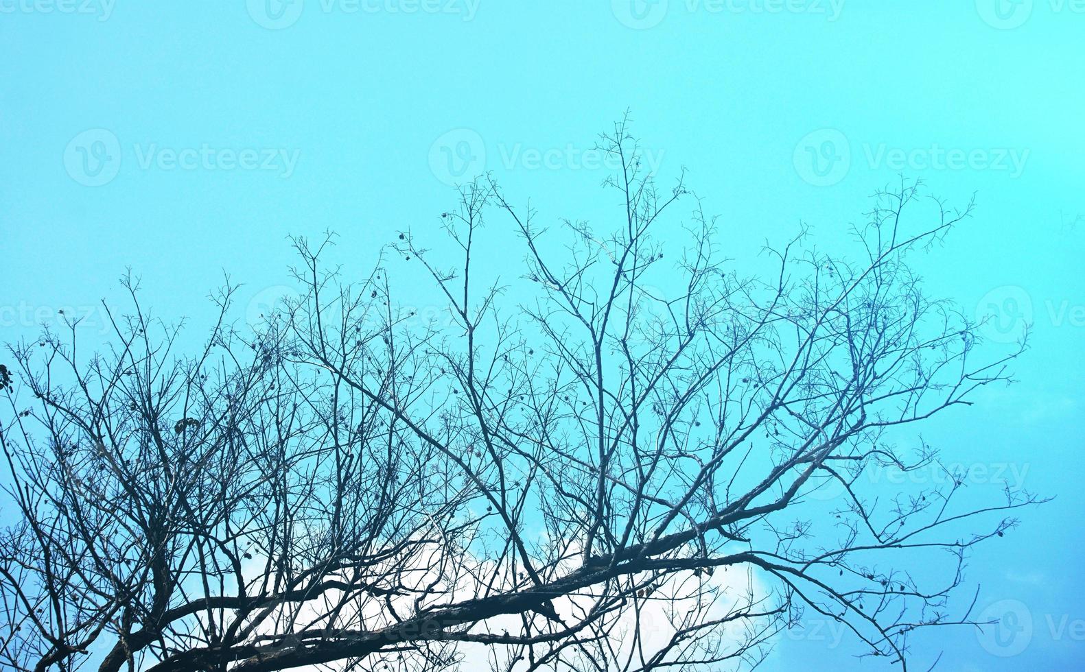 árvore de alto contraste com silhueta tropical sob o céu azul foto