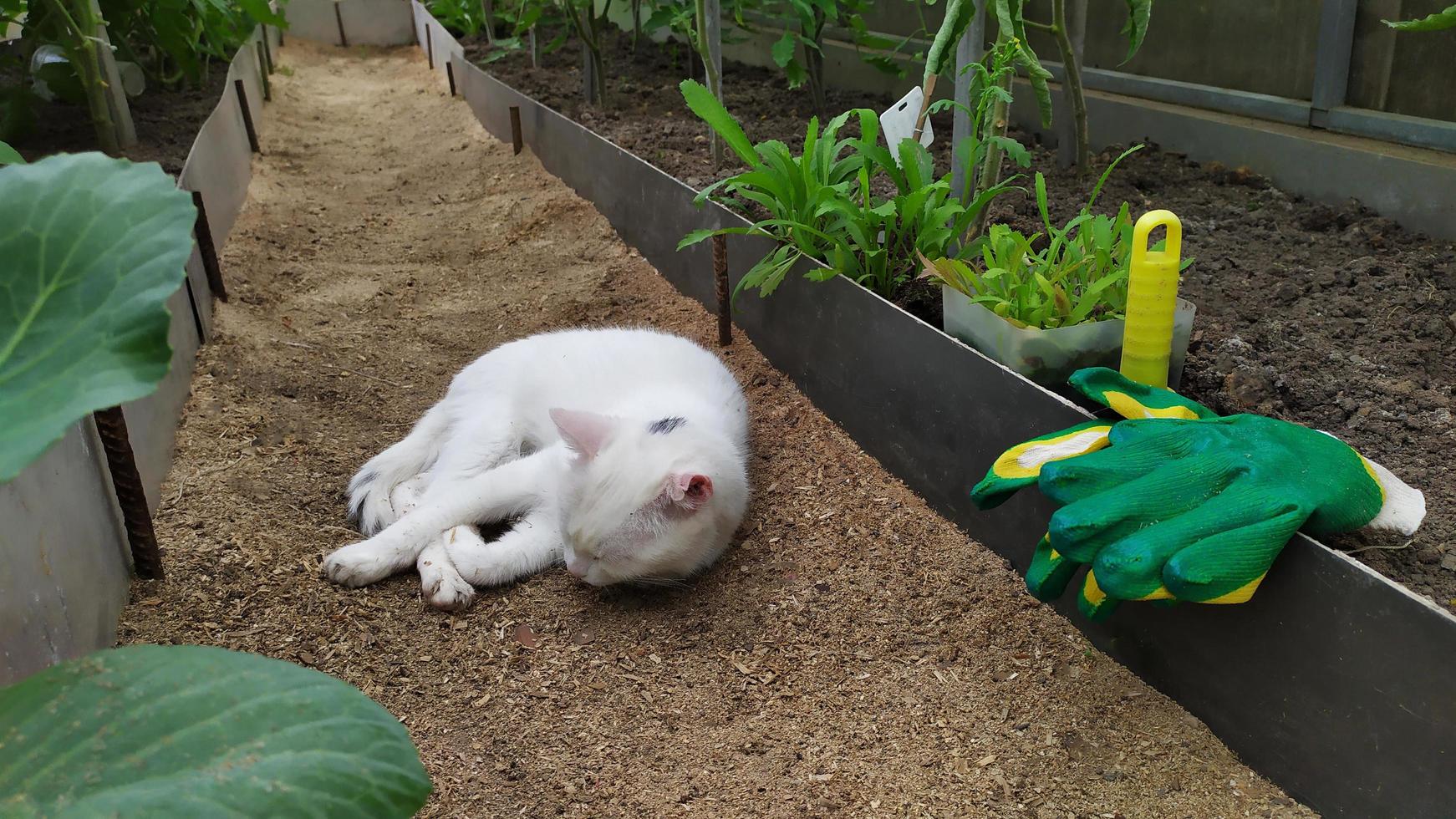 gato branco dorme em uma estufa foto