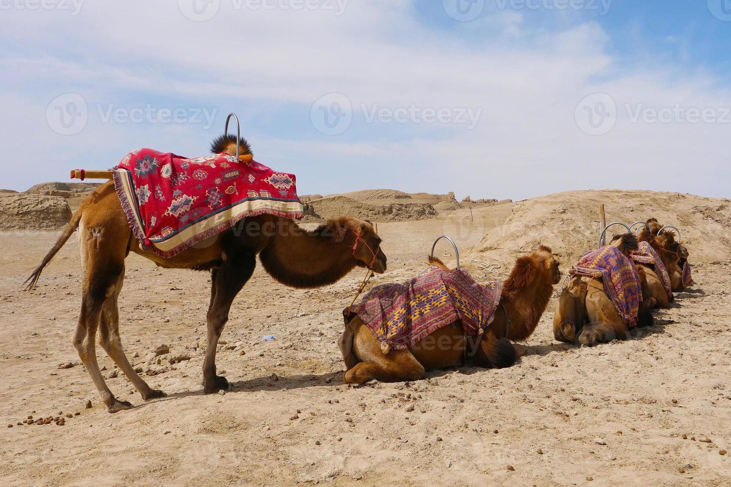 parque geológico dachaidan wusute water yadan e camelo qinghai china foto