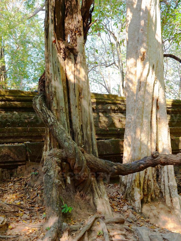 Beng Meal e ruínas de um templo antigo em Sieam Ream, Camboja foto