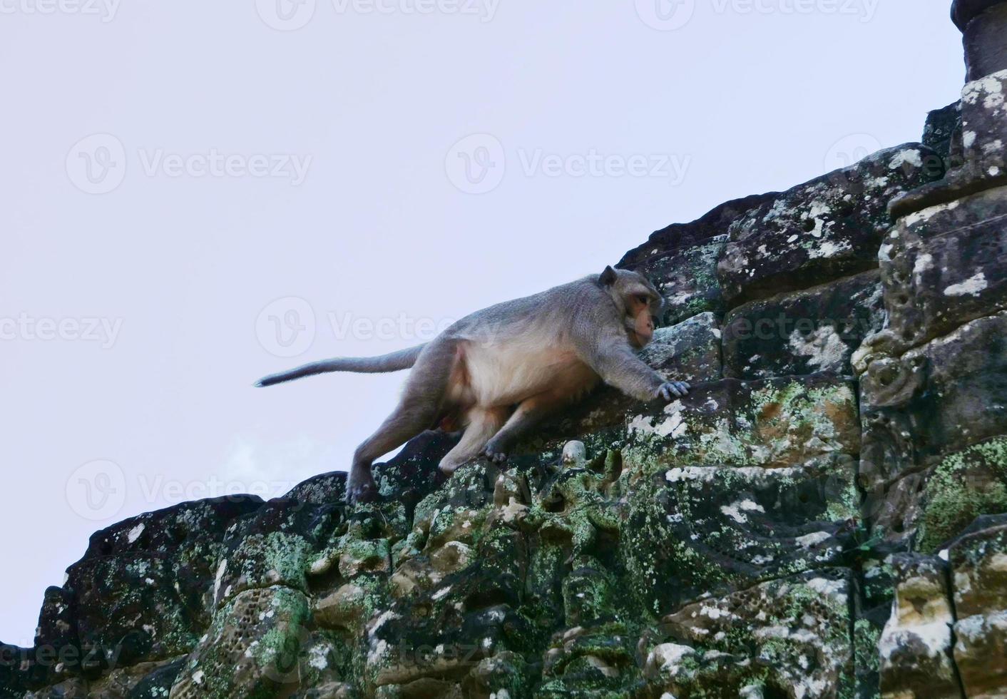 macaco no templo bayon no complexo de angkor wat, siem reap cambodia foto