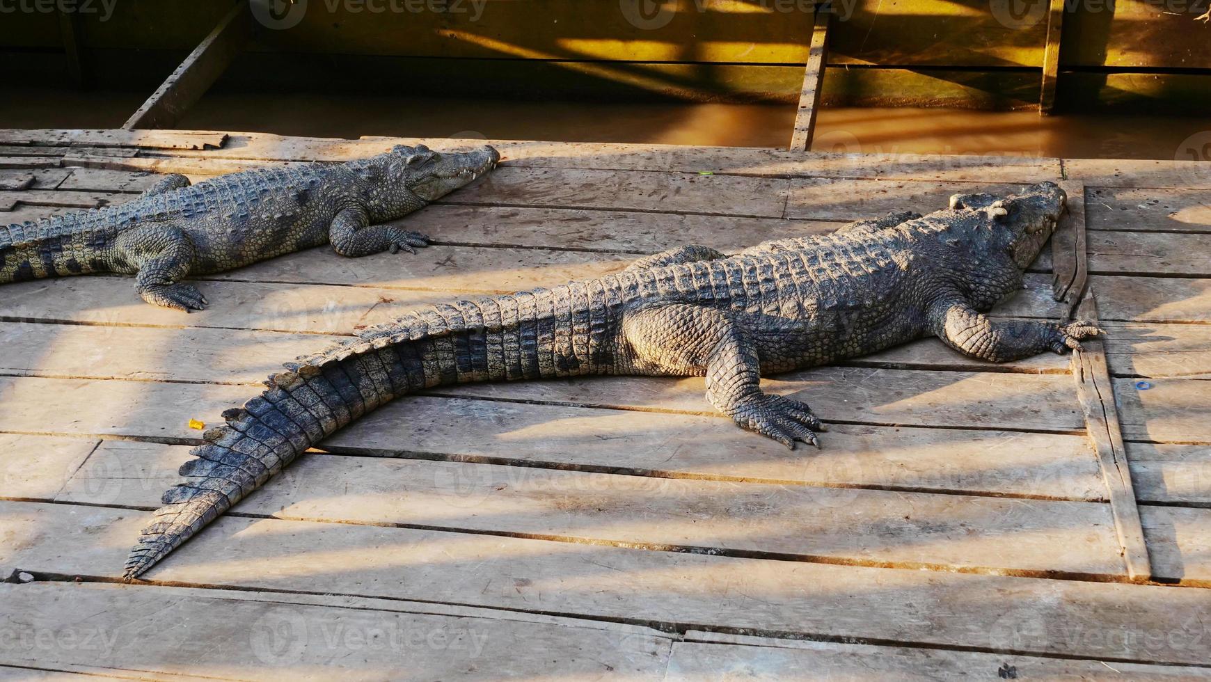 crocodilo em tonle sap lake em siem reap, camboja. foto