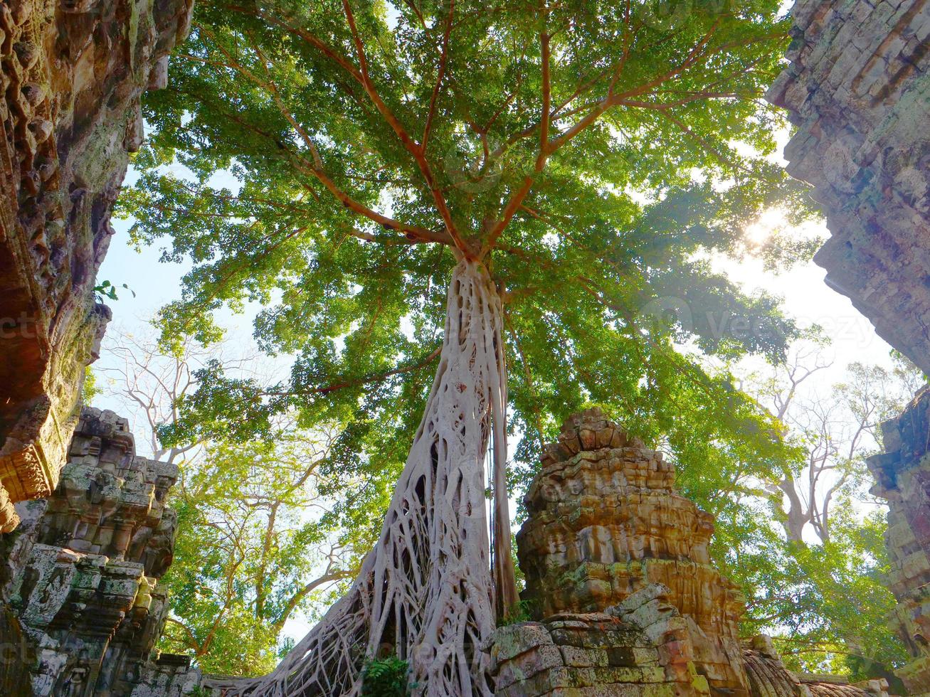 ta prohm temple em angkor wat complex, siem reap cambodia. foto