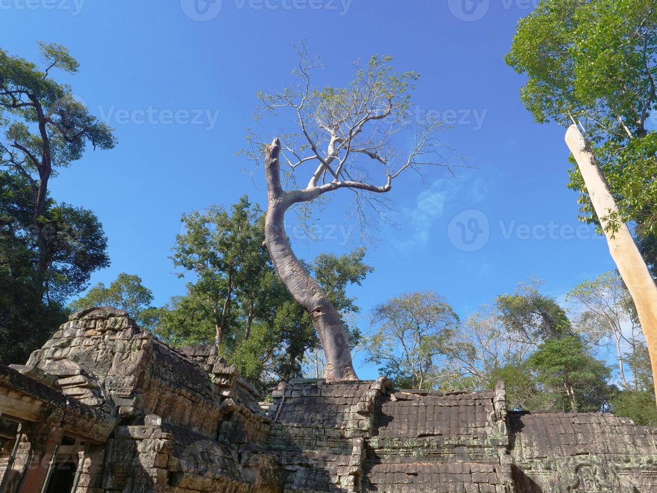 ta prohm temple em angkor wat complex, siem reap cambodia. foto