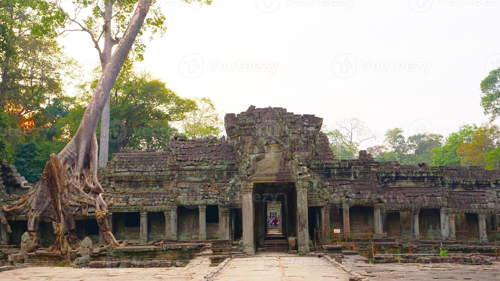 raiz aérea da árvore no templo preah khan, siem reap cambodia foto