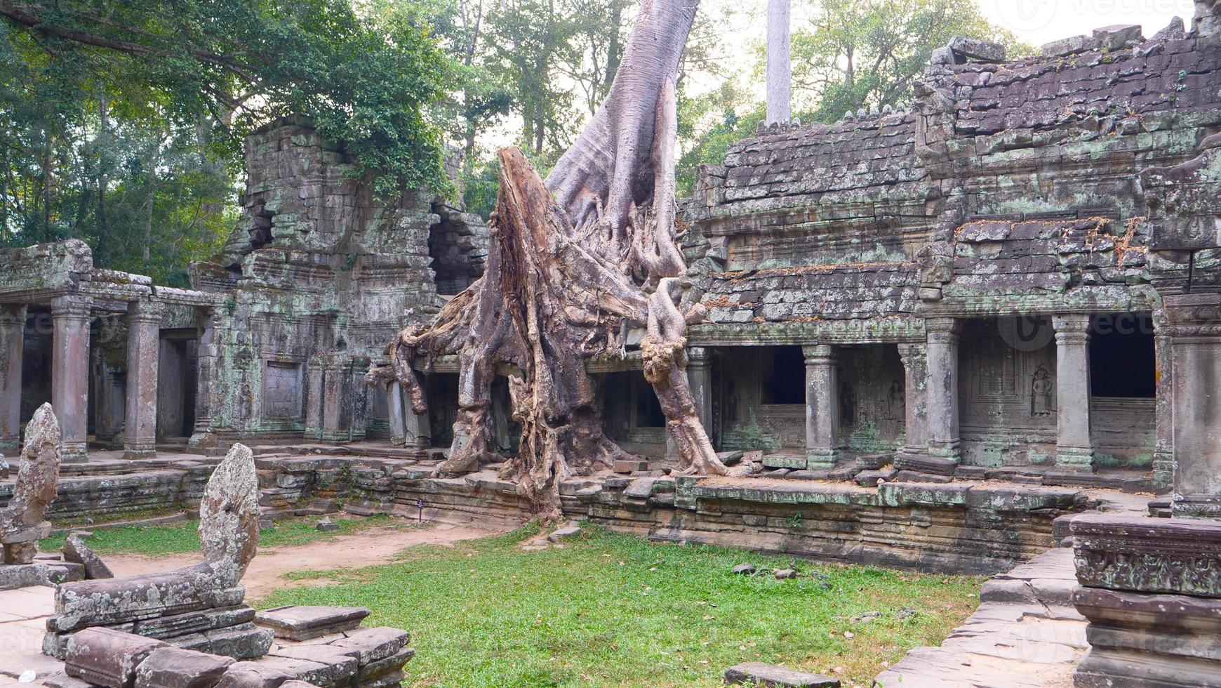 raiz aérea da árvore no templo preah khan, siem reap cambodia foto