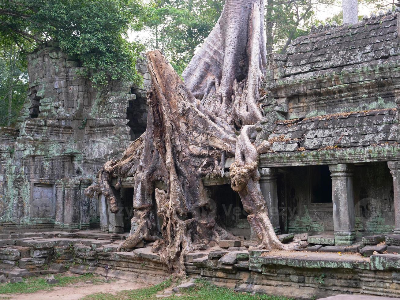 raiz aérea da árvore no templo preah khan, siem reap cambodia foto