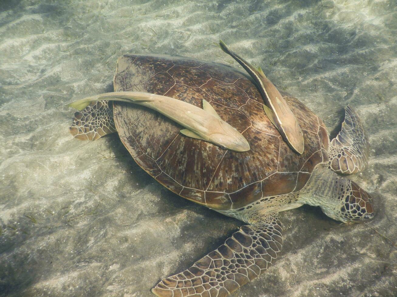 verde tartaruga marinha com dois peixes-piloto às a arenoso solo oceânico foto