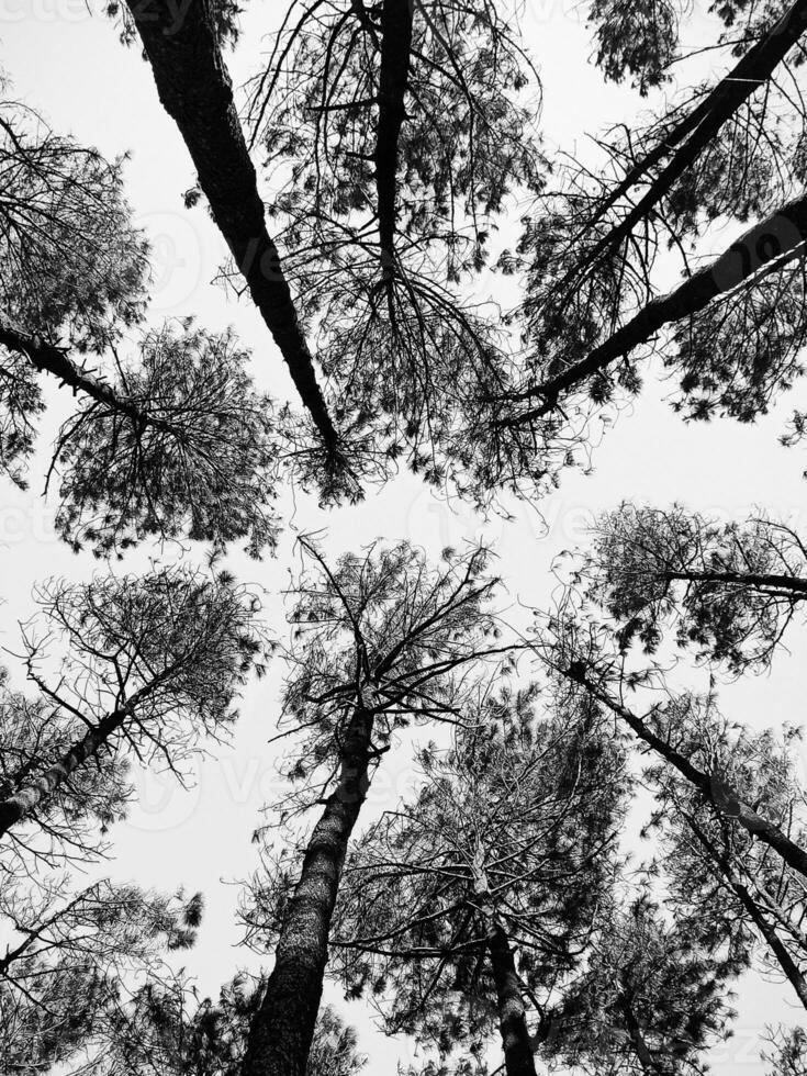 pinho árvores imponente para dentro a céu foto