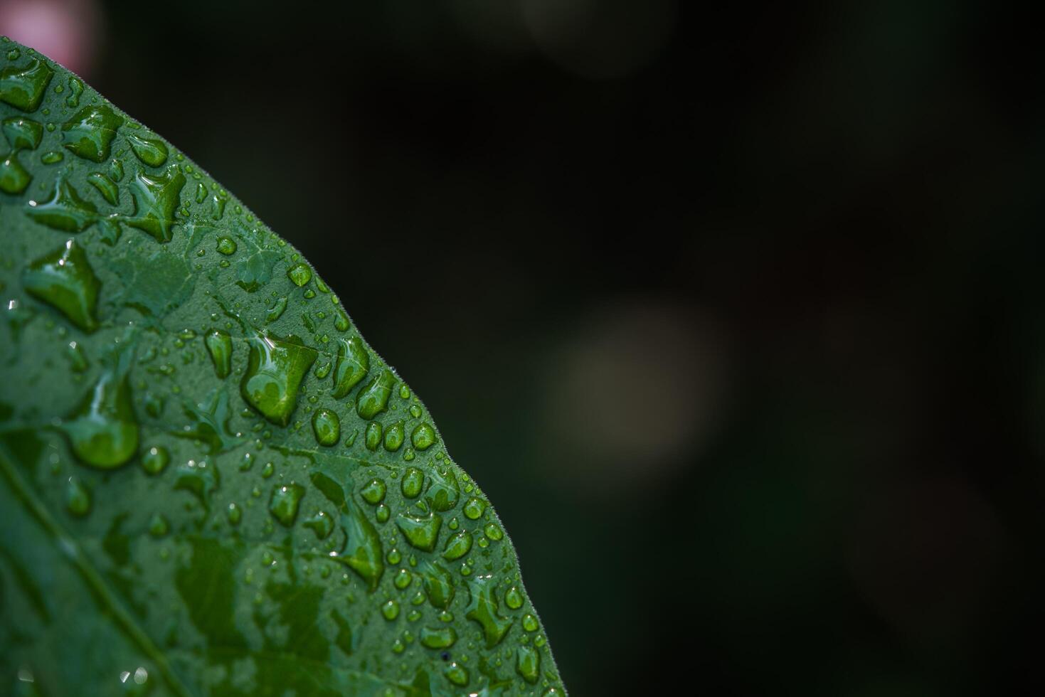 folhas e gotas de água no conceito de natureza foto