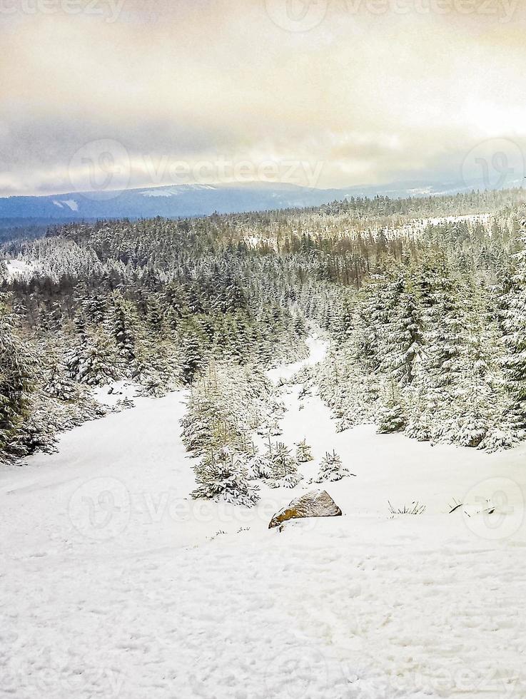 nevou em uma paisagem de pinheiros gelados, montanha harz alemanha foto