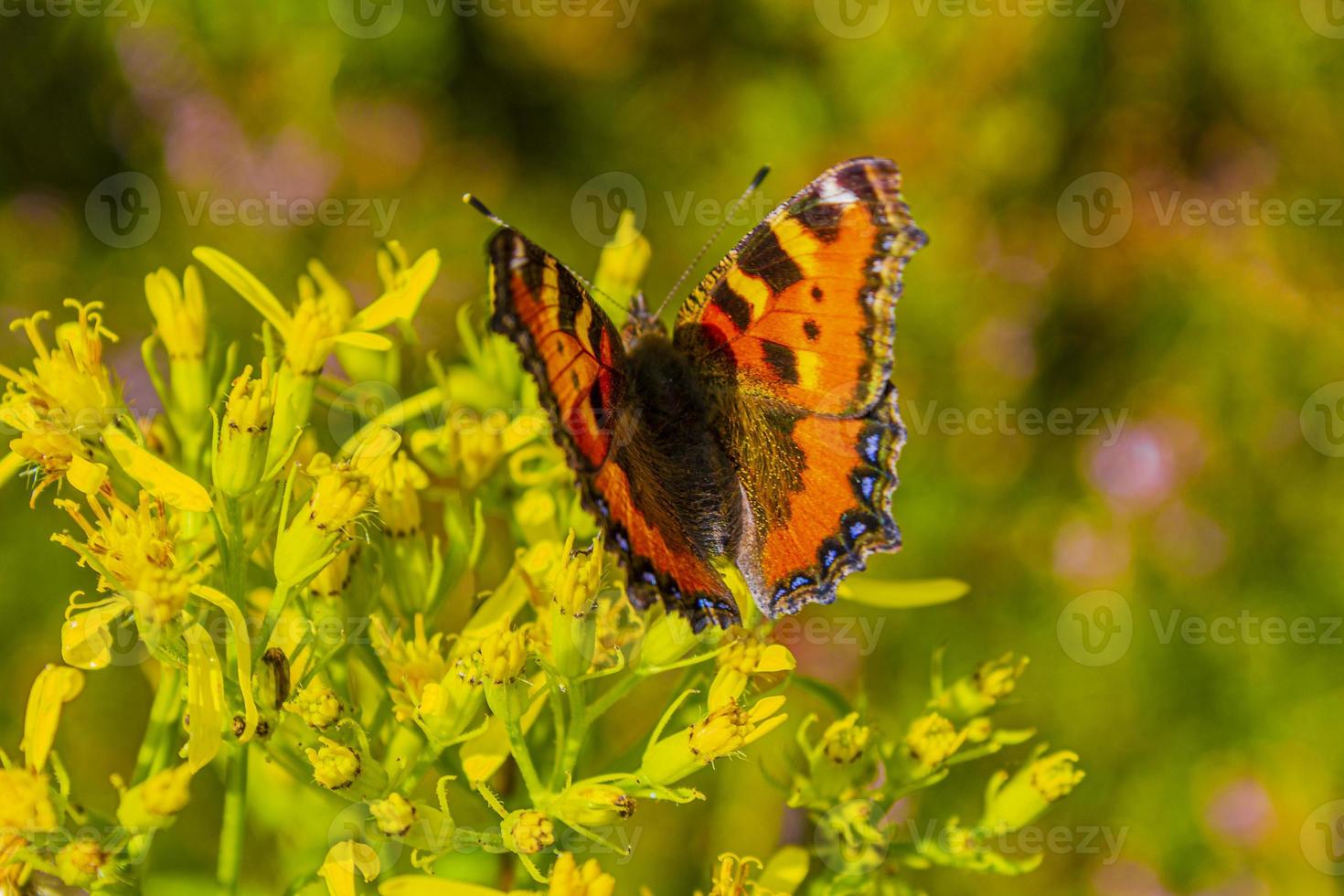 borboleta laranja pequena raposa tartaruga aglais urticae flores amarelas foto