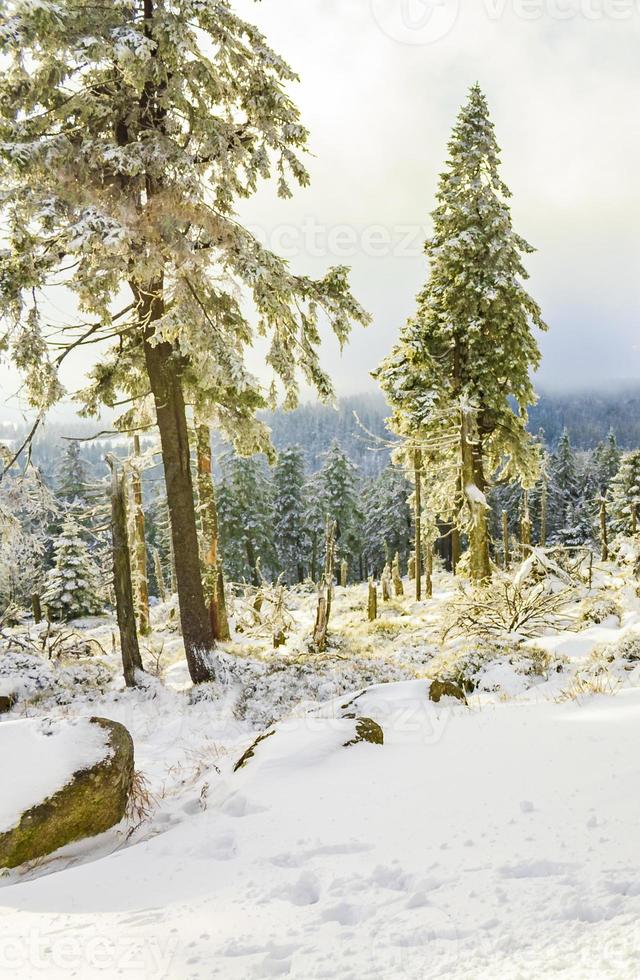 sol na neve em pinheiros gelados brocken harz alemanha foto