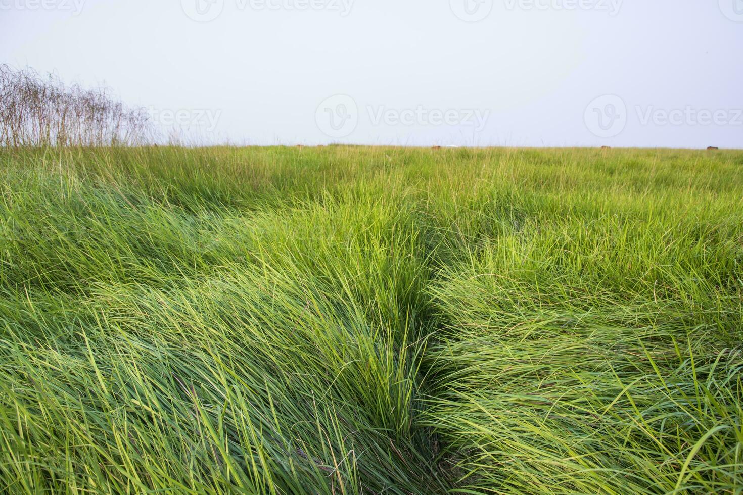 natural panorama Visão do verde grandes Relva plantar com a azul céu foto