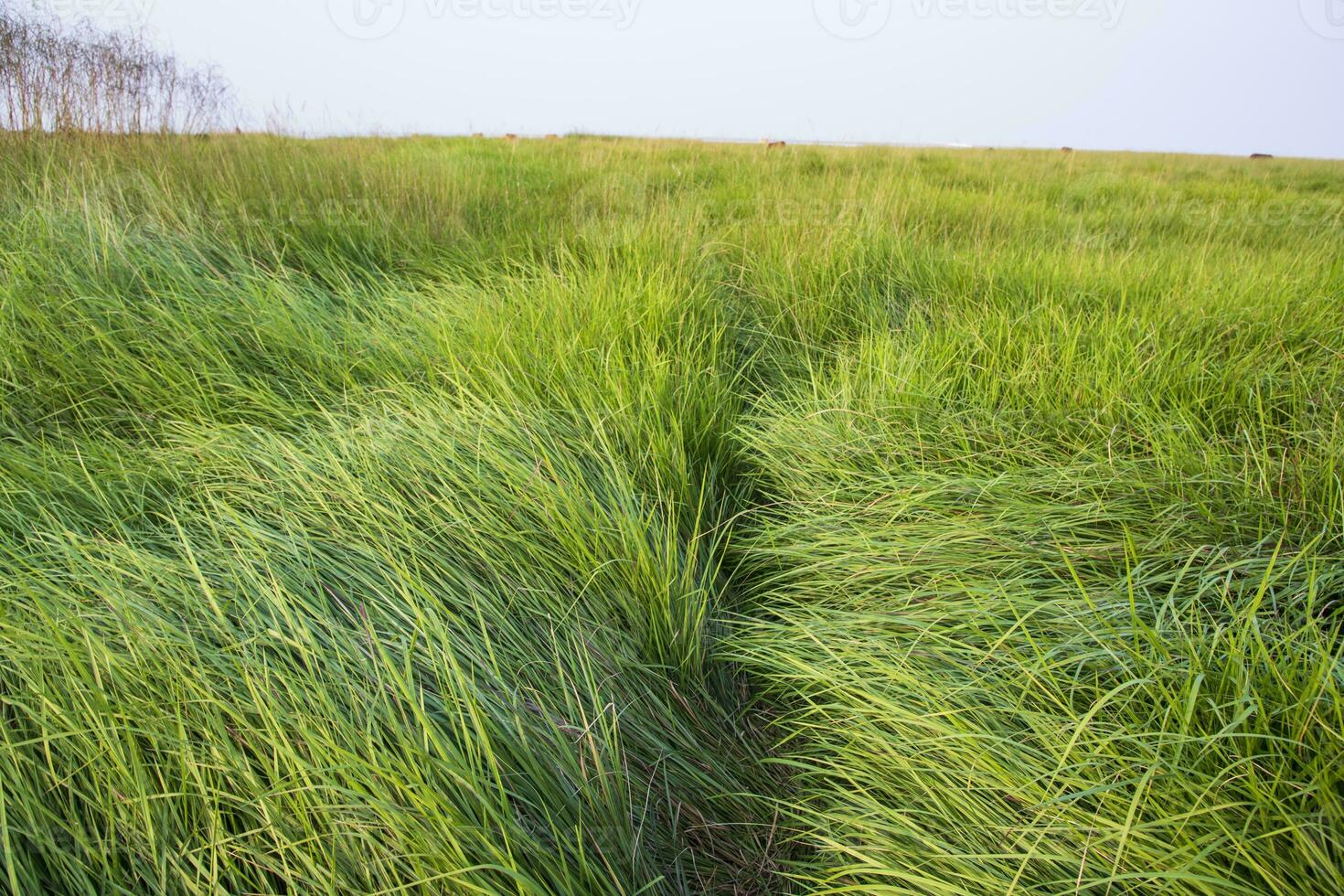 natural panorama Visão do verde grandes Relva plantar com a azul céu foto