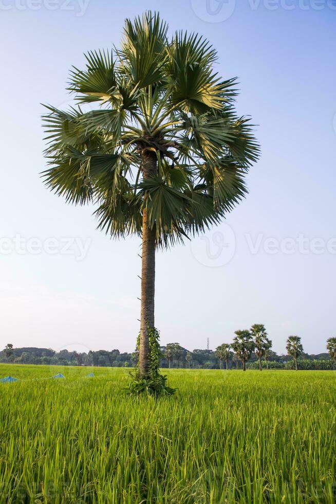 a Palma árvore dentro a verde arroz campo com azul céu dentro a campo do Bangladesh panorama Visão foto