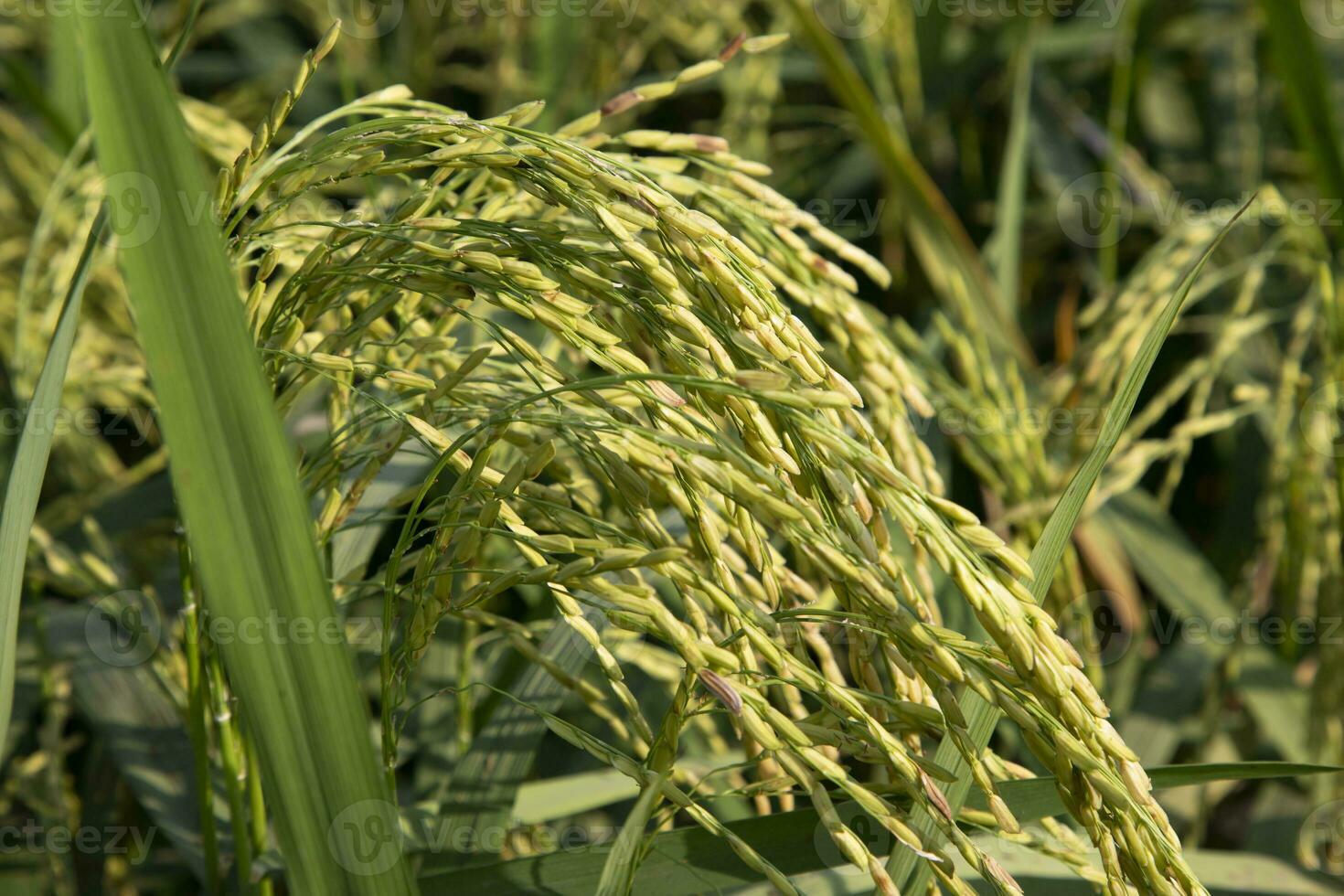 grão arroz Espinho agricultura campo panorama Visão foto