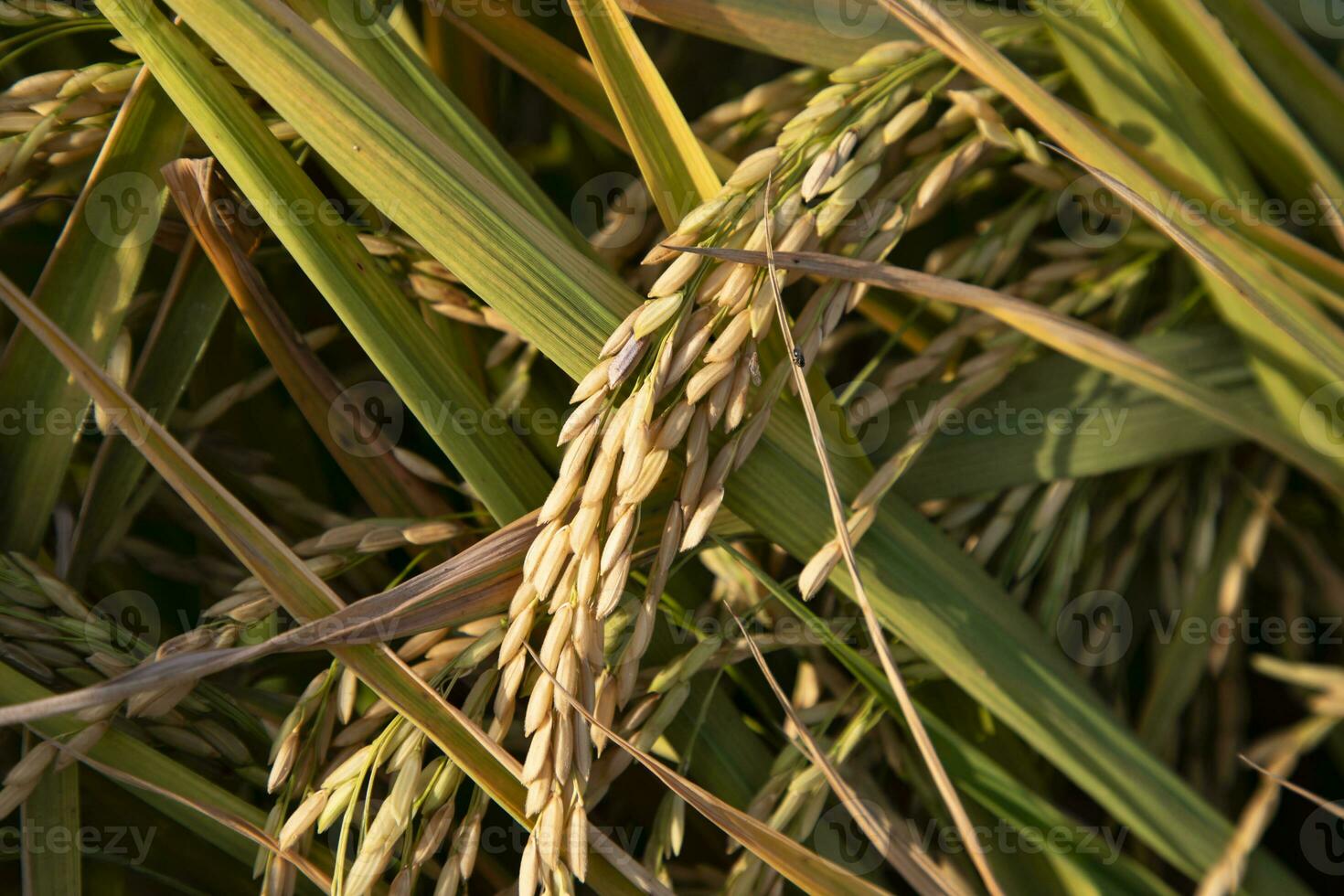 grão arroz Espinho agricultura campo panorama Visão foto