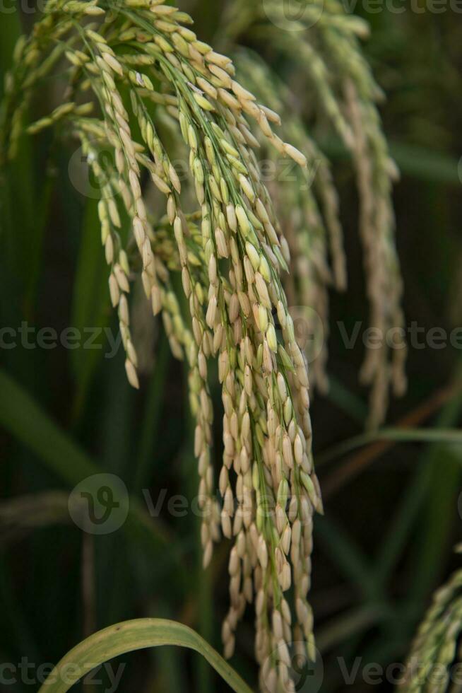 dourado grão arroz Espinho colheita do arroz campo. seletivo foco foto