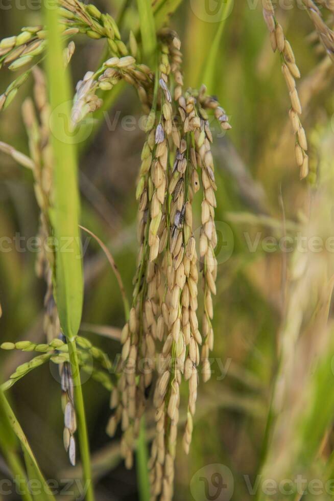 dourado grão arroz Espinho colheita do arroz campo. seletivo foco foto