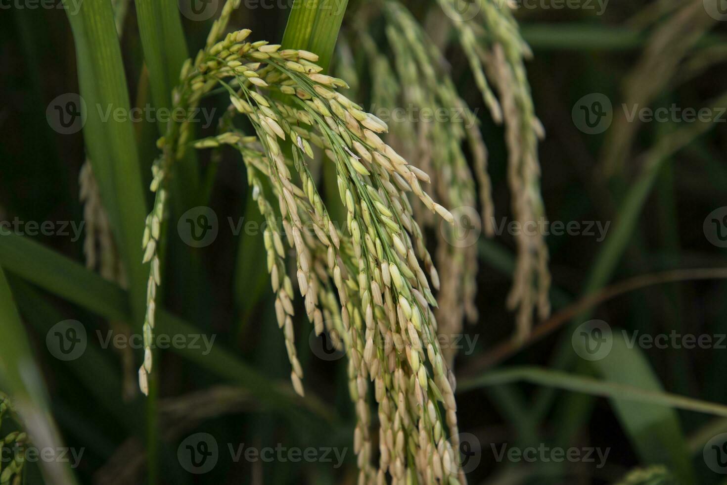 dourado grão arroz Espinho colheita do arroz campo. seletivo foco foto