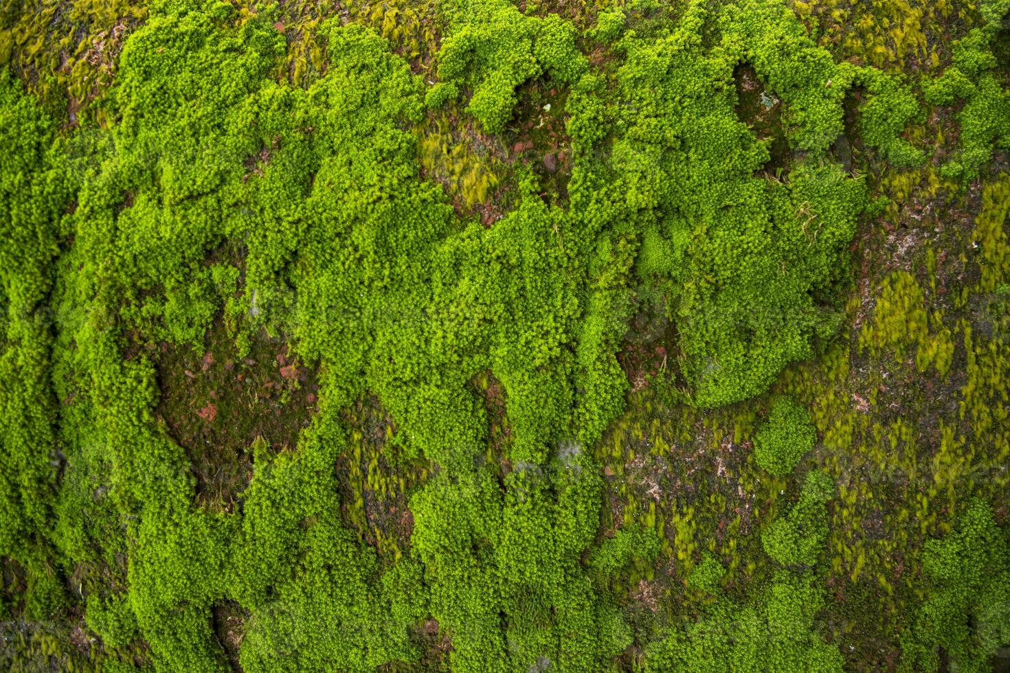 fungos verde musgo velho concreto parede abstrato textura fundo papel de parede. oxidado, sujo, corajoso vintage fundo foto