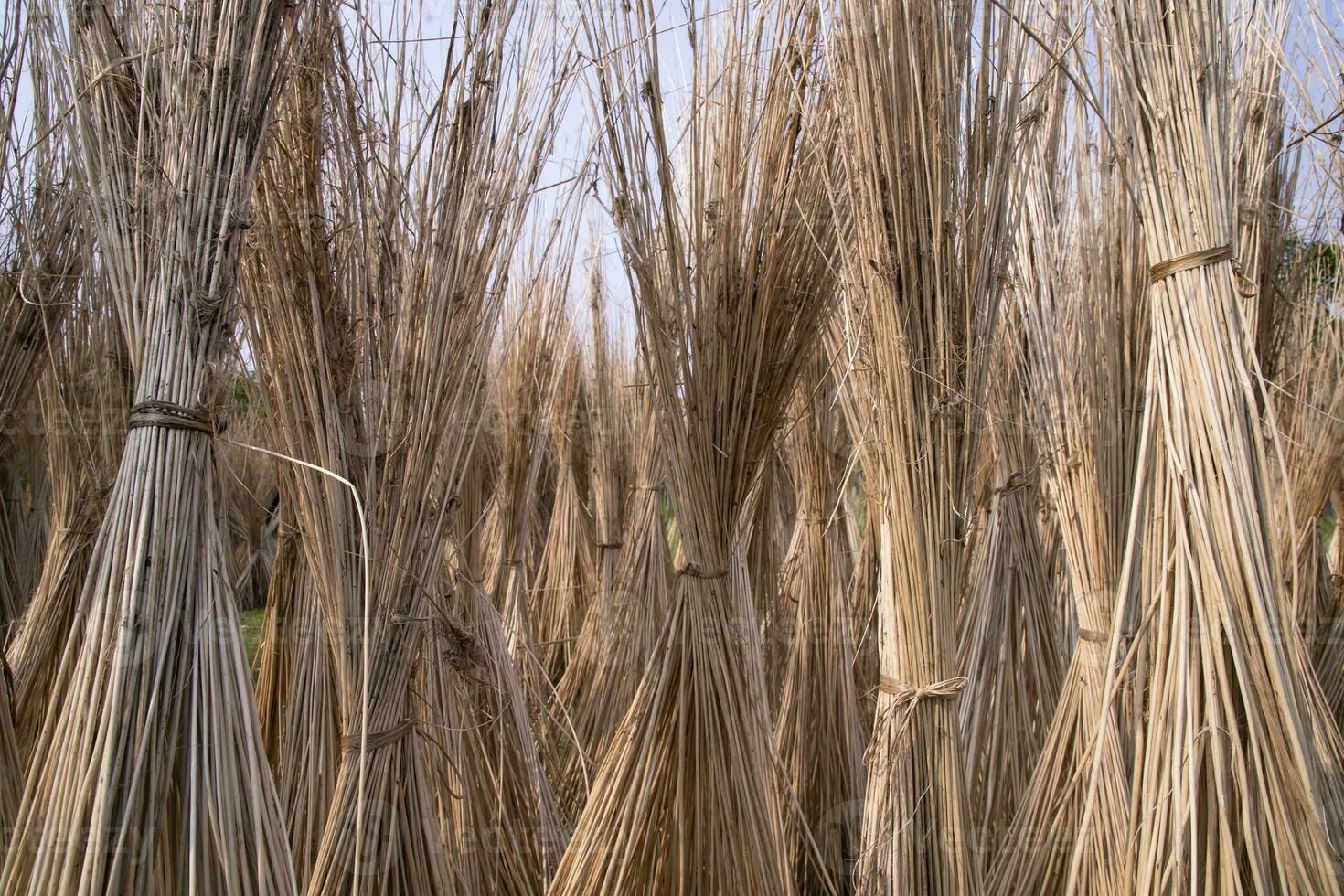 muitos juta Gravetos estão empilhado para Sol secagem às sadarpur, faridpur, Bangladesh. 1 e só juta cultivo é dentro faridpur, Bangladesh foto