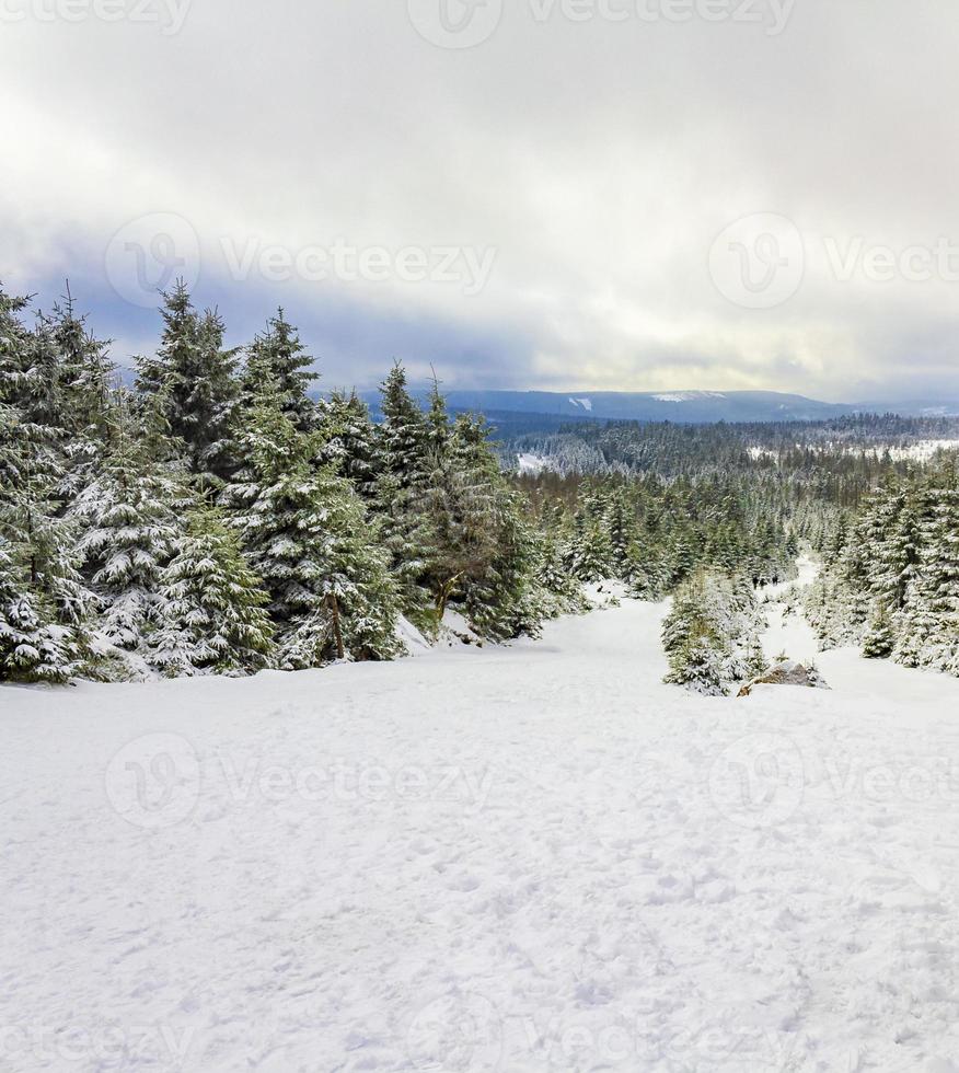 nevou em uma paisagem de pinheiros gelados, montanha harz alemanha foto