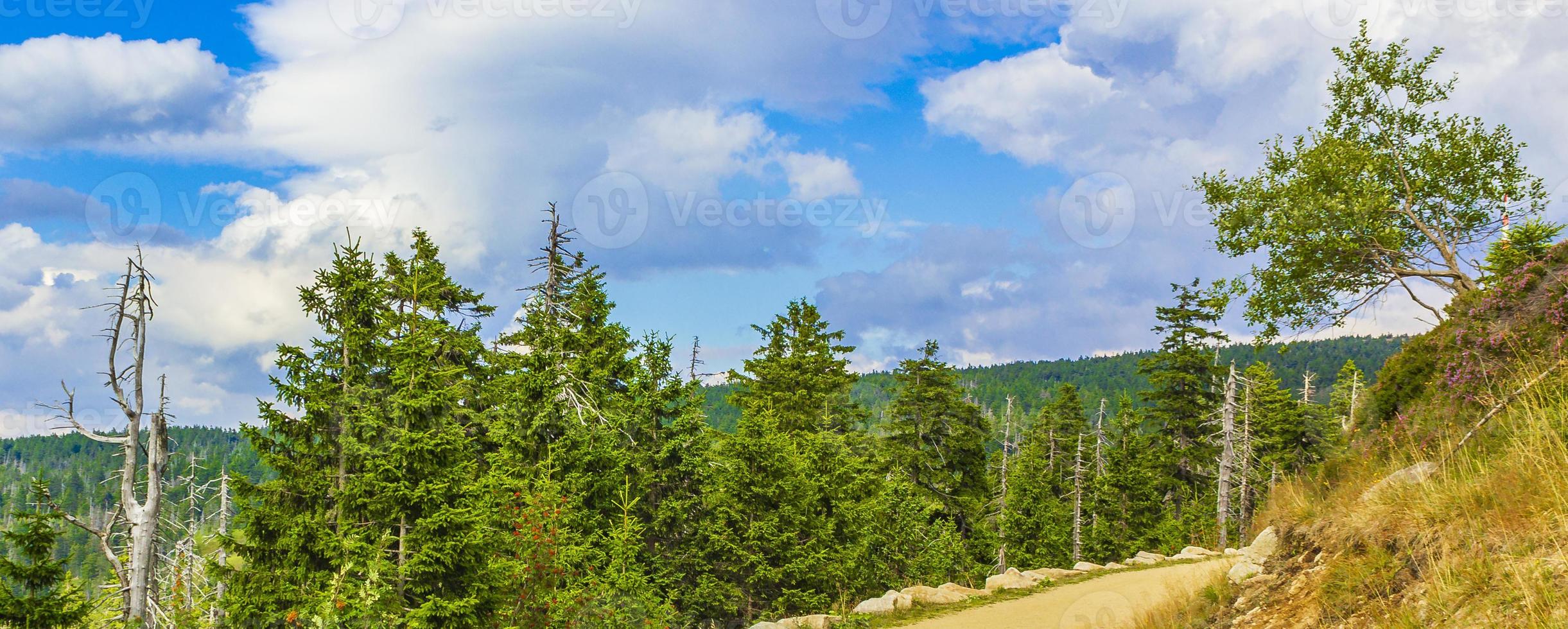 floresta abetos mortos no pico da montanha de brocken harz alemanha foto