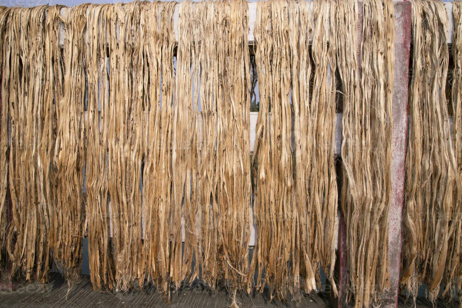 dourado juta fibra padronizar textura pode estar usava Como fundo papel de parede. isto é a chamado dourado fibra dentro Bangladesh foto