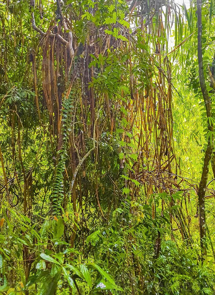 monção chuva tar nim cachoeira jardim mágico secreto koh samui. foto