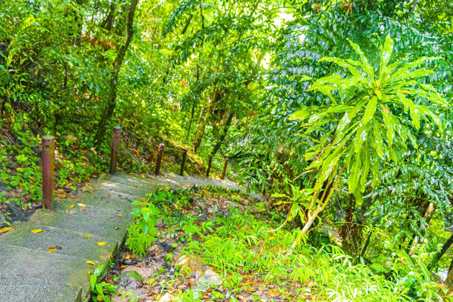 trilha de caminhada na floresta tropical palmeiras koh samui Tailândia. foto