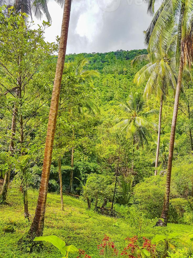 floresta tropical da selva com palmeiras em koh samui tailândia. foto
