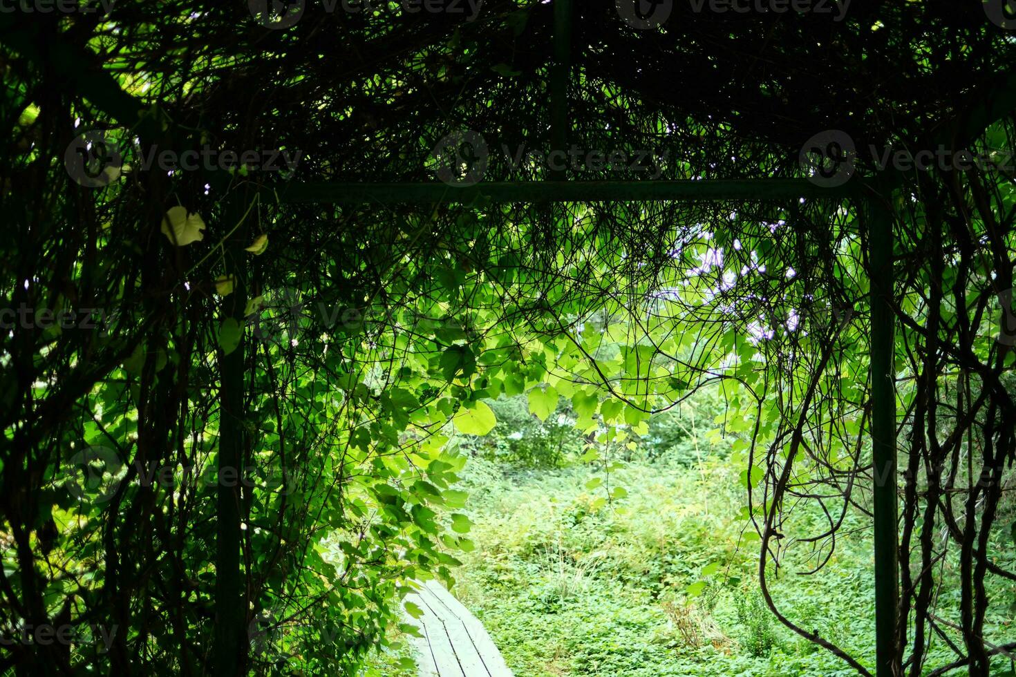 arco do verde árvores abstrato fundo. foto