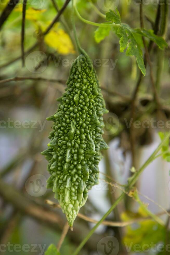 cabaço amargo ou vegetal saudável cru corola pendurado na árvore do jardim com o fundo desfocado foto