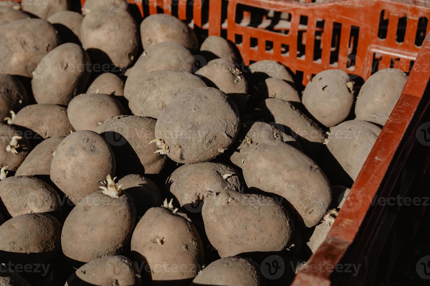 batatas orgânicas em uma caixa antes de plantar no jardim na primavera. foto