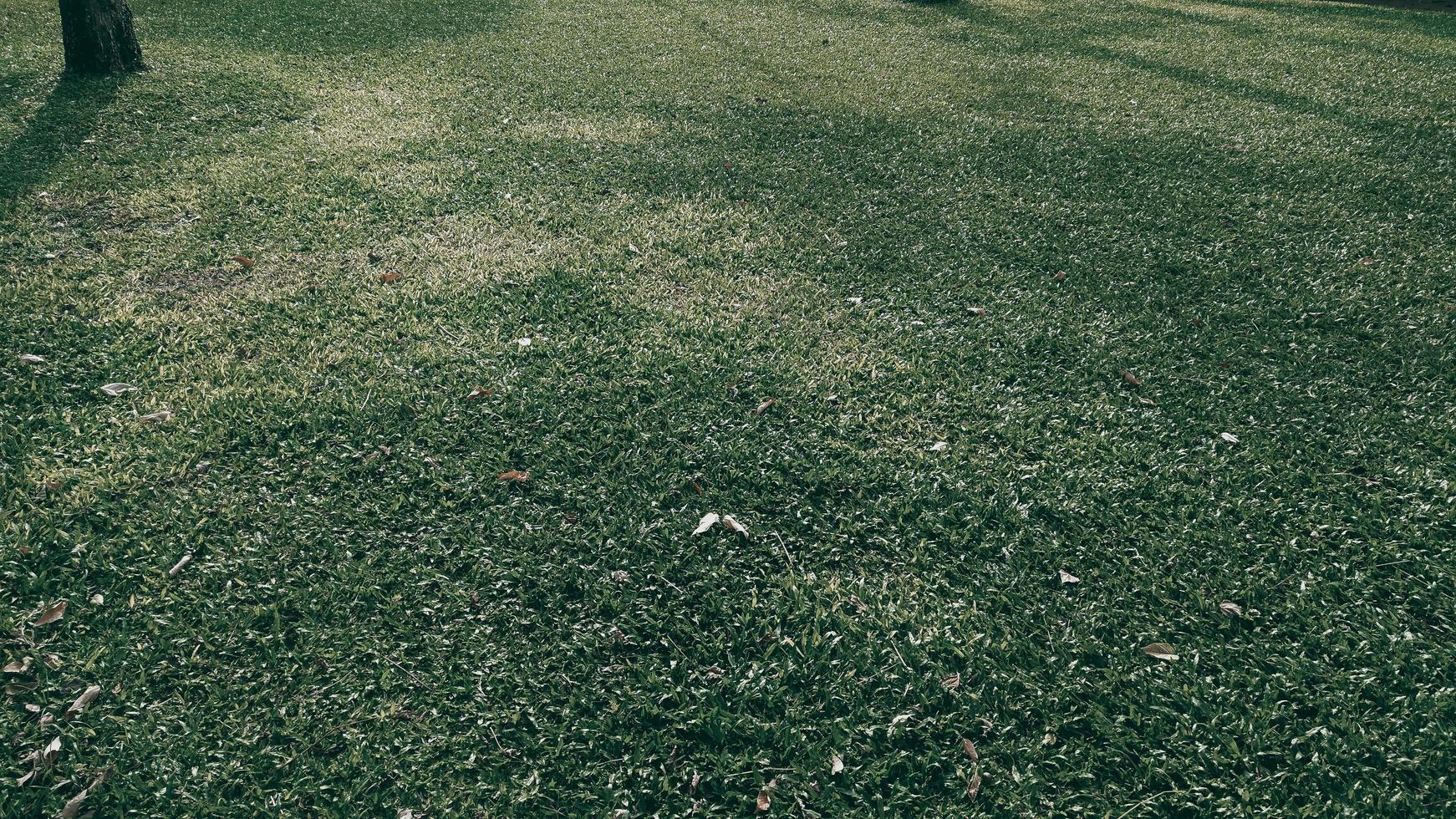 fundo de textura de grama verde no parque. tom escuro foto