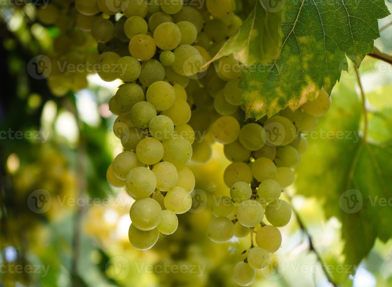 uvas e folhas de vinho branco foto