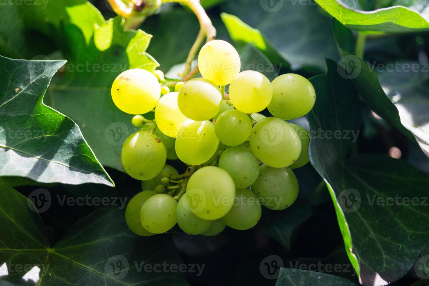 uvas e folhas de vinho branco foto