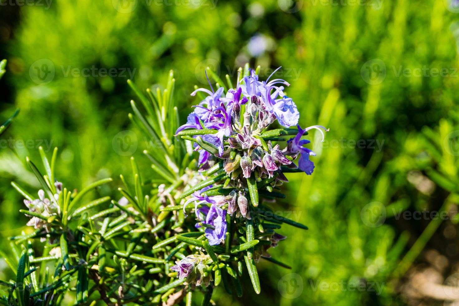 alecrim em flor aromática nas colinas de dubrovnik foto