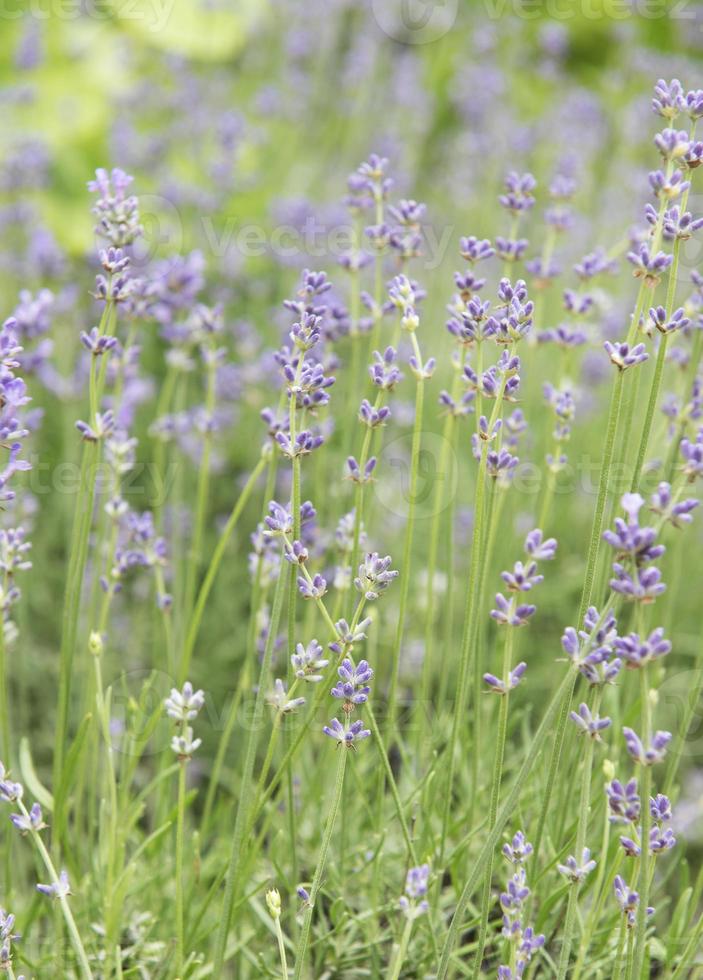 flores roxas naturais de lavanda foto