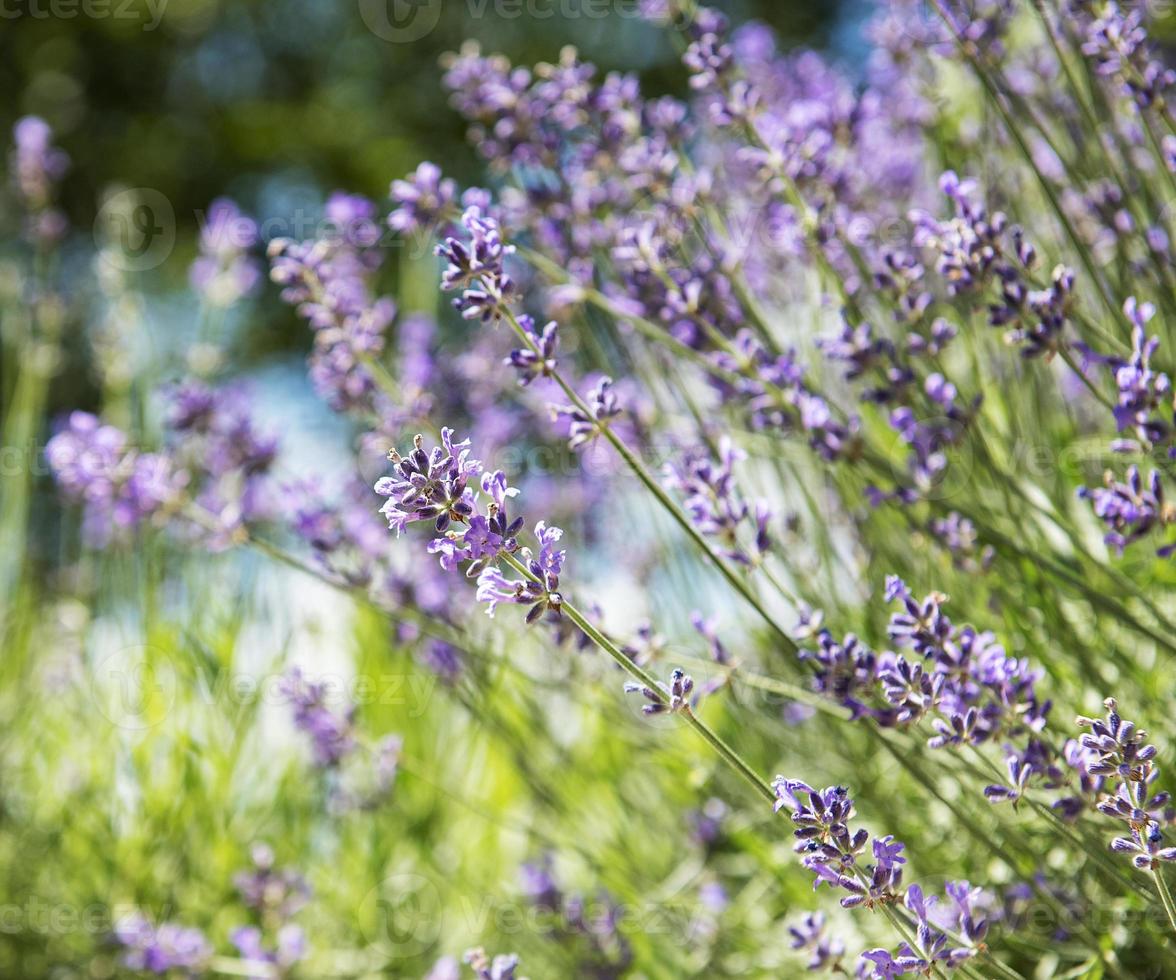 flores roxas naturais de lavanda foto