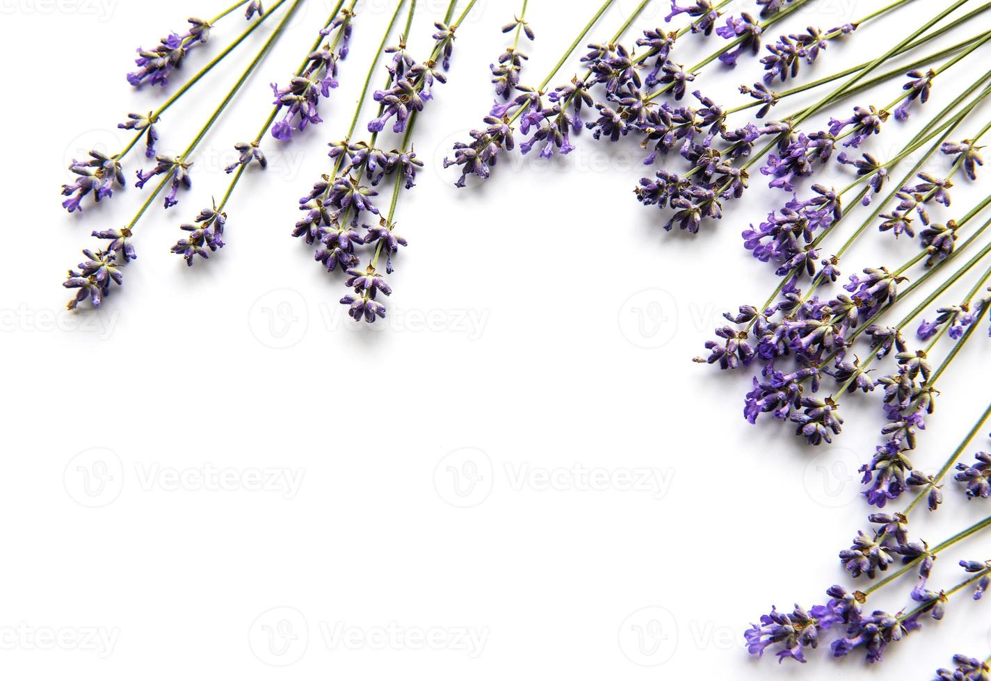 flores frescas de buquê de lavanda, vista superior em fundo branco foto